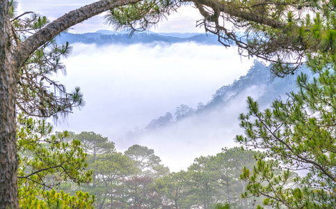 薄雾清晨 Da Lat，越南高原