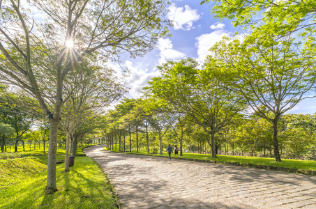 在绿树公园的曲折道路照耀在金色的阳光