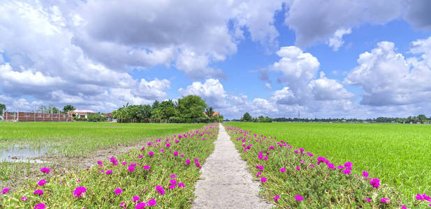 马齿苋广玉兰朵鲜花，盛开在路边的土地上