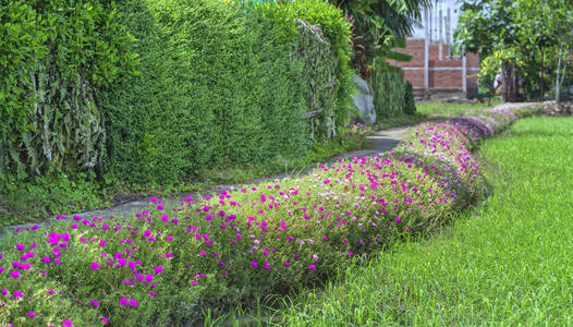 马齿苋广玉兰朵鲜花，盛开在路边的土地上