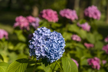 朵朵多彩花坛在夏天的城市公园图片