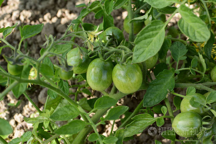 番茄藤, 成熟的绿色西红柿
