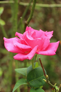 美丽的玫瑰绽放在花园里