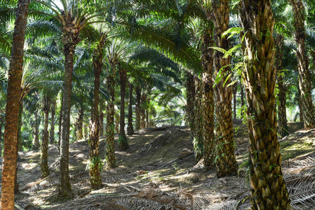 油棕树的果实园丁正在驾驶拖拉机调整油棕种植园的面积, 使其适合种植