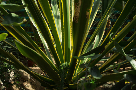 植物园中的仙人掌