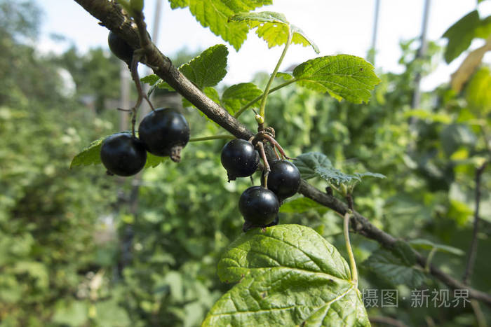 树上黑醋栗的果实
