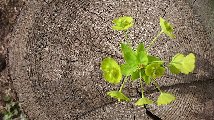 植物生长在树桩上