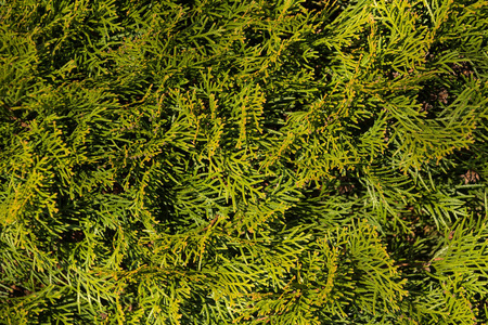 thuja 绿色自然背景, thuja 分支纹理