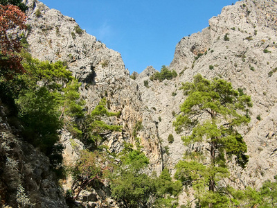 戈伊努克峡谷中的松树和山脉