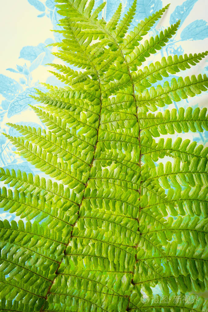 异国情调的植物, 蕨类植物叶子背景
