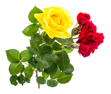 两朵玫瑰花红色和黄色光背景