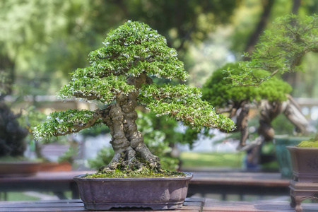 在形状中的盆栽植物绿色盆景树图片