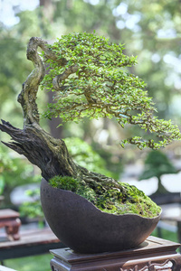 在形状中的盆栽植物绿色盆景树图片