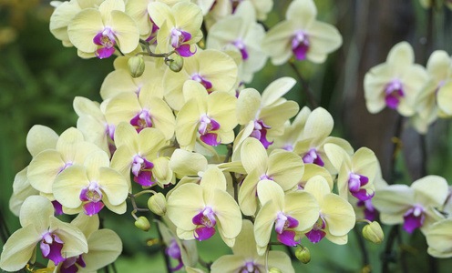 盛开的黄色蝴蝶兰蝴蝶兰花盛开的春天饰大自然的美照片