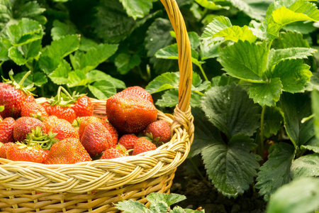 草莓在草地上的篮子里