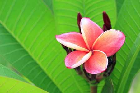 粉红色梅香花