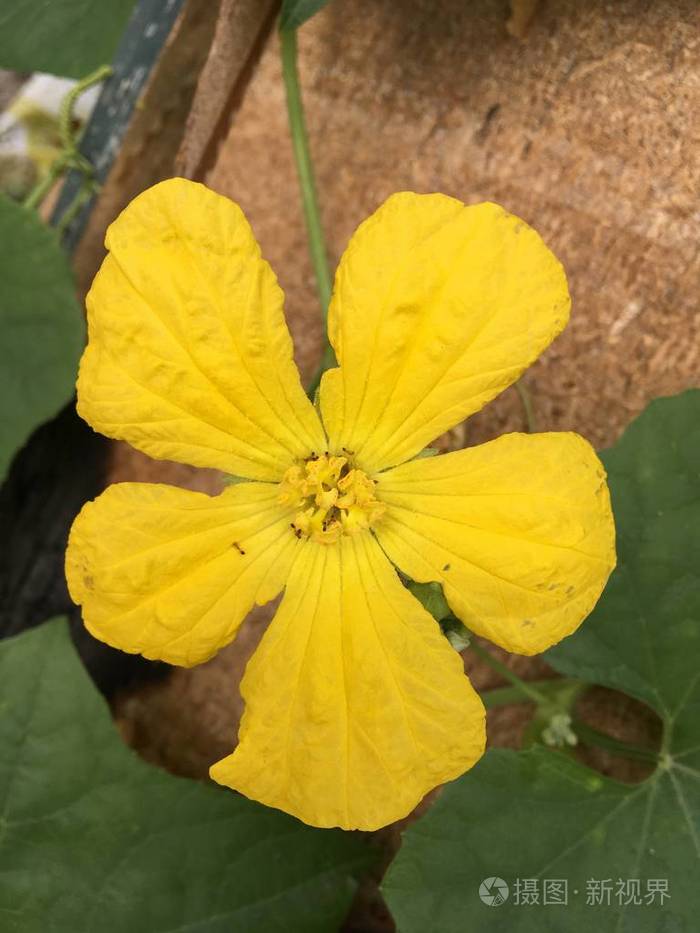 黄冬瓜花照片 正版商用图片0ytng2 摄图新视界