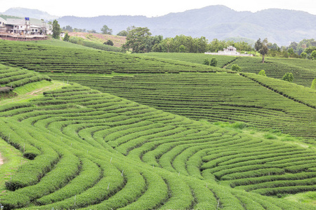 茶种植园景观在多云的蓝天下。泰国特莱省