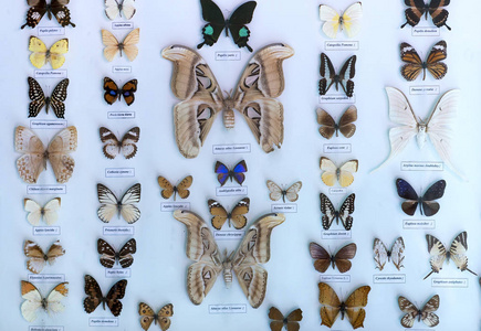 在自然保护区蝴蝶标本收藏包括许多蝴蝶