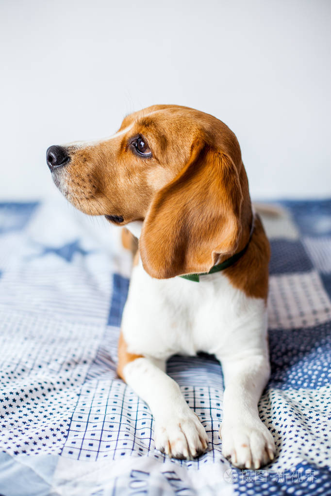 beagle 犬在白色背景在家里坐在床上