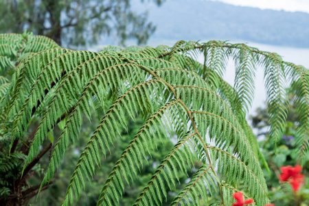 印度尼西亚巴厘岛热带魔法岛雨林中的蕨类植物