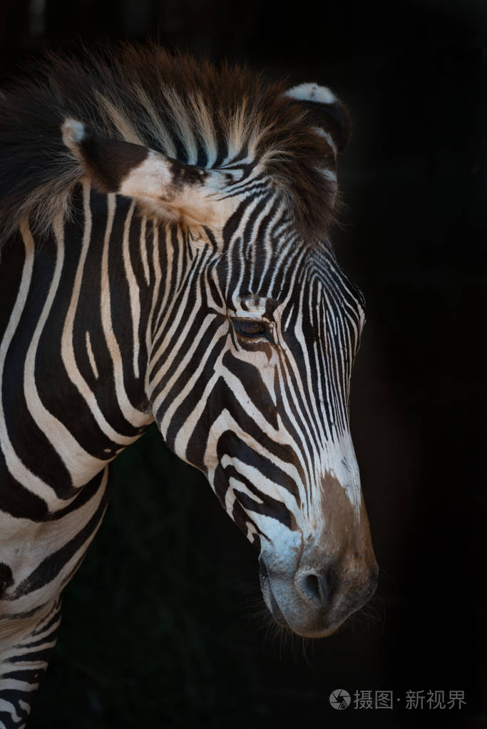黑毛斑马的特写镜头与低着头