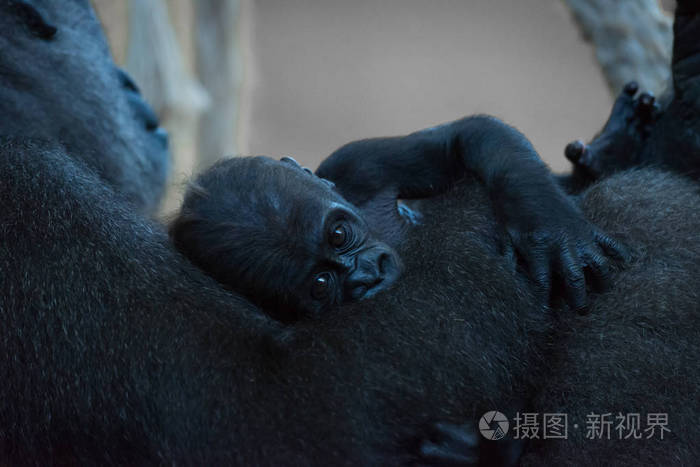 抱在母亲怀里的小猩猩照片-正版商用图片0ytpwm-摄图新视界