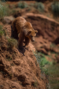 陡峭岩石顶部的棕熊