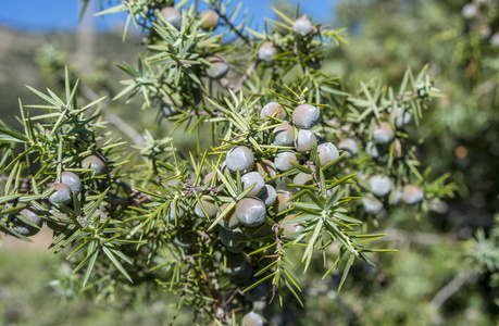 刺柏 oxycedrus, 有刺的杜松果和叶子照片
