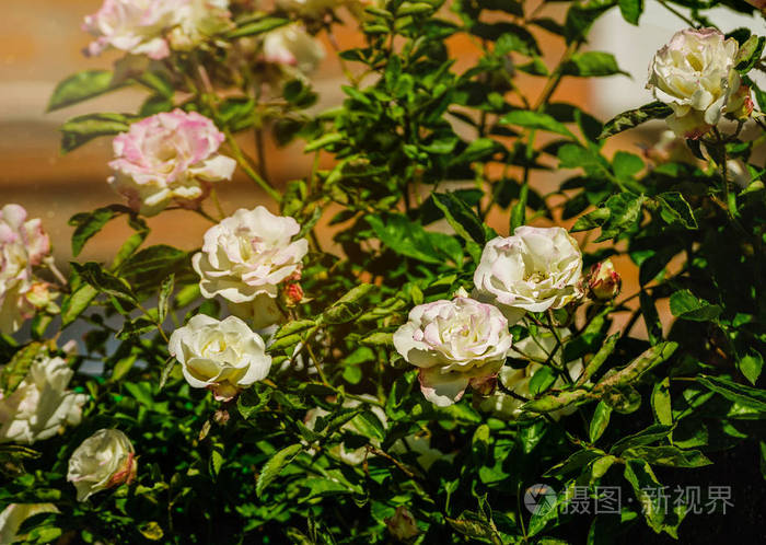 斜边, 娇嫩的粉红色花朵攀爬白玫瑰.情人节的玫瑰树背景