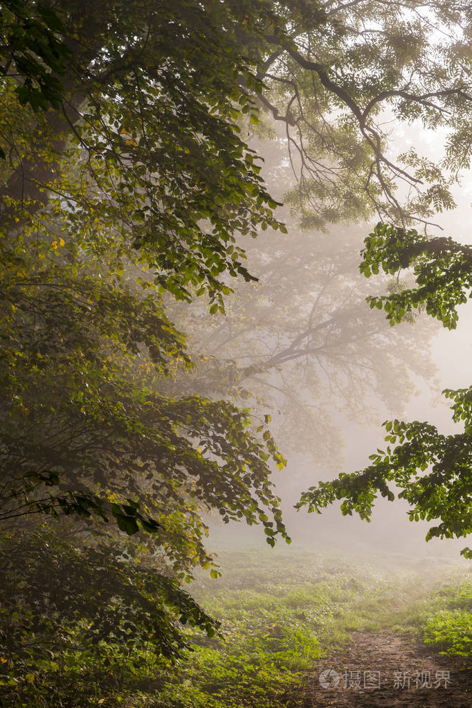 景观公园在雾蒙蒙的早晨