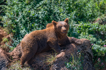 棕色的熊躺在岩石下生长