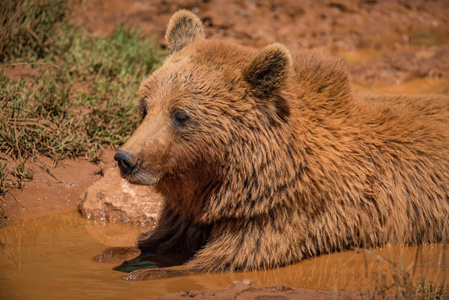 棕色的熊躺在阳光下的泥里