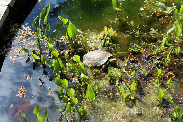 乌龟在池塘里