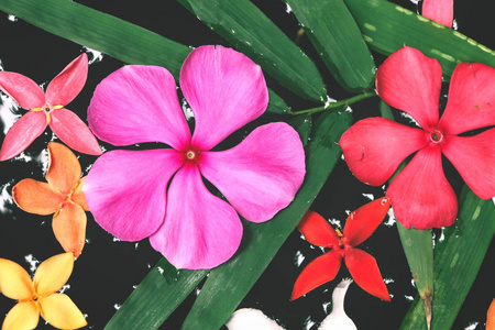 水在热带花园中五彩缤纷的花朵图片