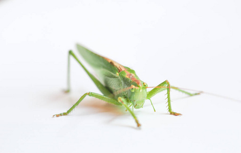 一种绿色蚱蜢直翅目昆虫动物