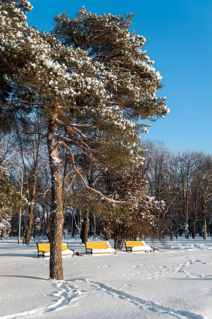 在三个黄色长椅的背景下的雪中的松树