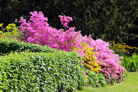 粉红杜鹃灌木在春天绽放