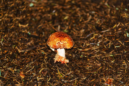 森林蘑菇。森林蘑菇在一个空地上点缀着圣诞树针