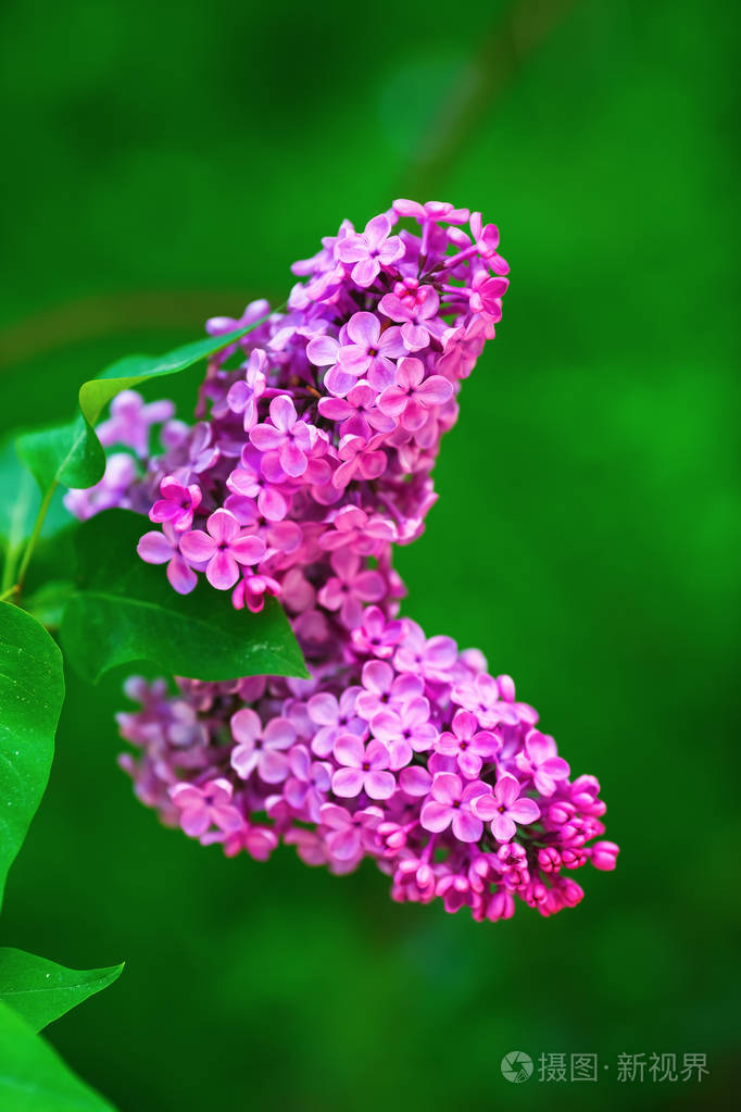 明亮的淡紫色花