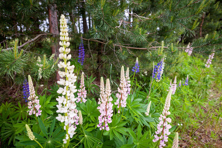 在夏季森林中绽放的野生卢平花卢皮努斯花园或饲料植物