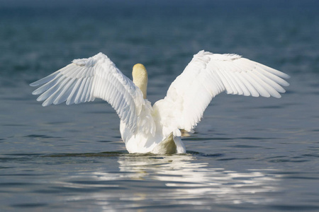 老鹰展开的翅膀白色成年哑巴天鹅 小天鹅座 在深蓝色的水面上, 展开你