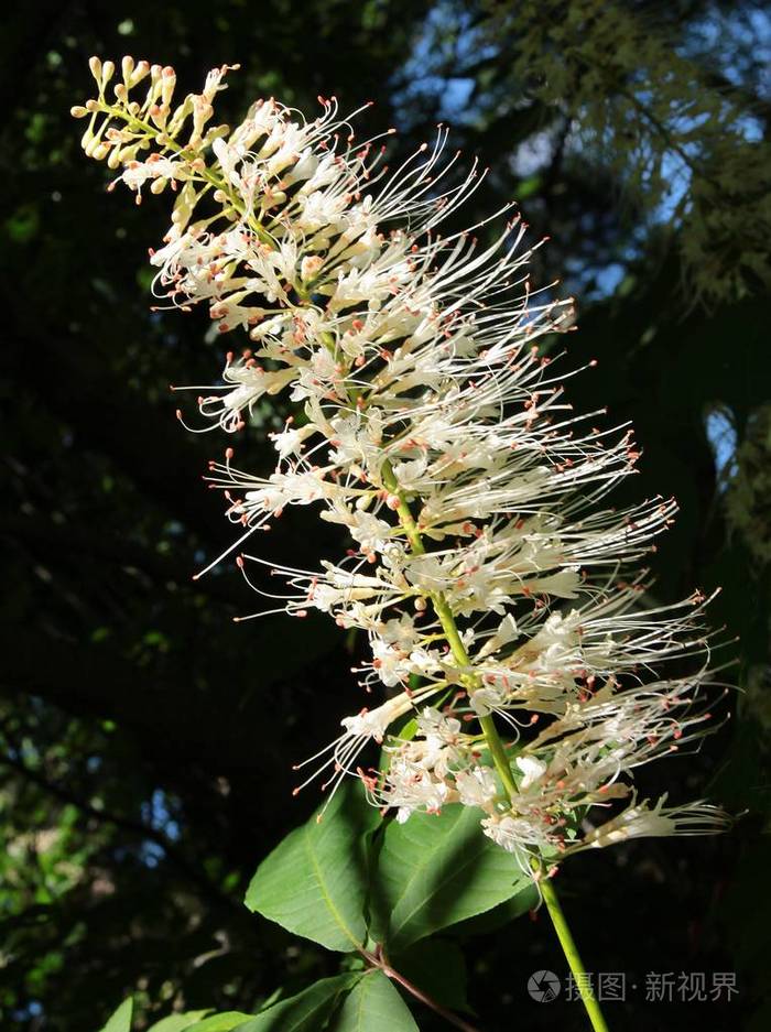 白花的七叶树