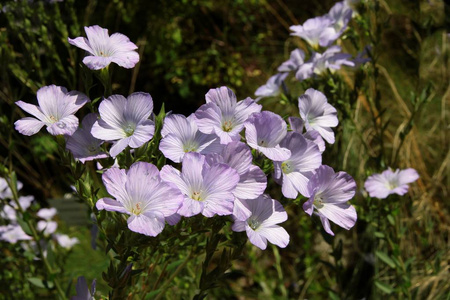 百合百合花