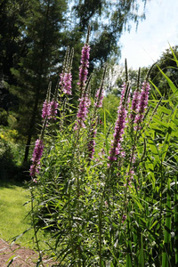 野生植物紫色松花绽放