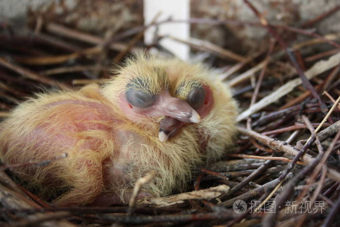 雏鸟的鸽子两块在窝里