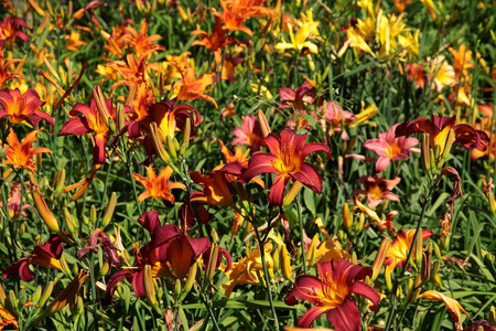 花园里漂亮的黄色百合花