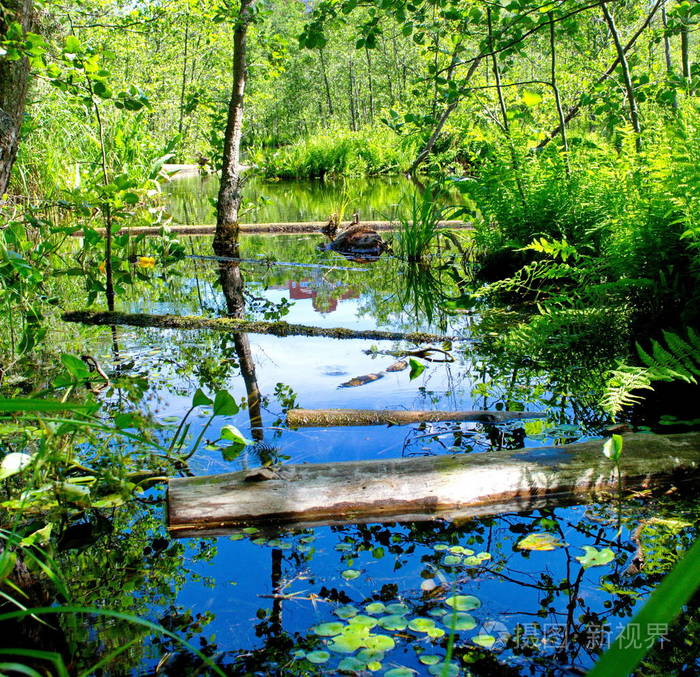 原木漂浮在森林河里