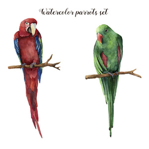水彩的鹦鹉。手绘红绿金刚鹦鹉和孤立的白色背景上的红翅鹦鹉。性质与鸟图。为设计 打印或背景