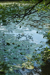 湖上的水百合和反射树
